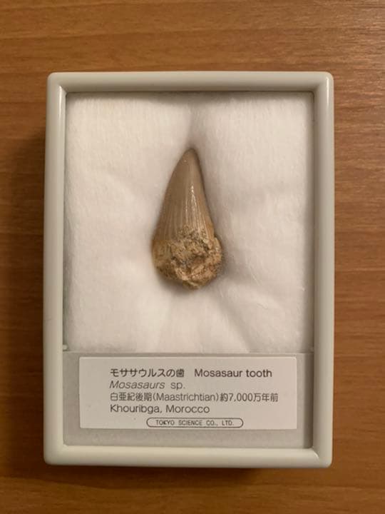 モササウルスの牙