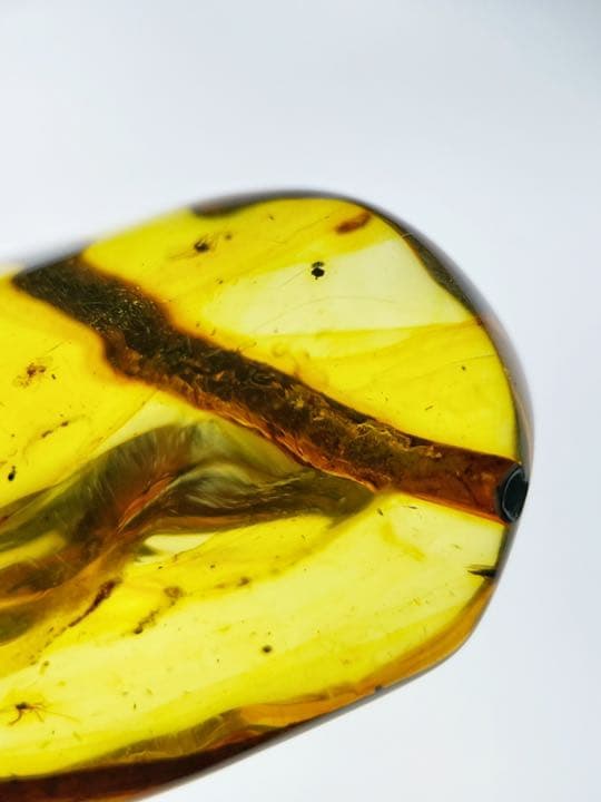 大粒　虫入り天然琥珀　植物片　化石　恐竜　夏休み　自由研究