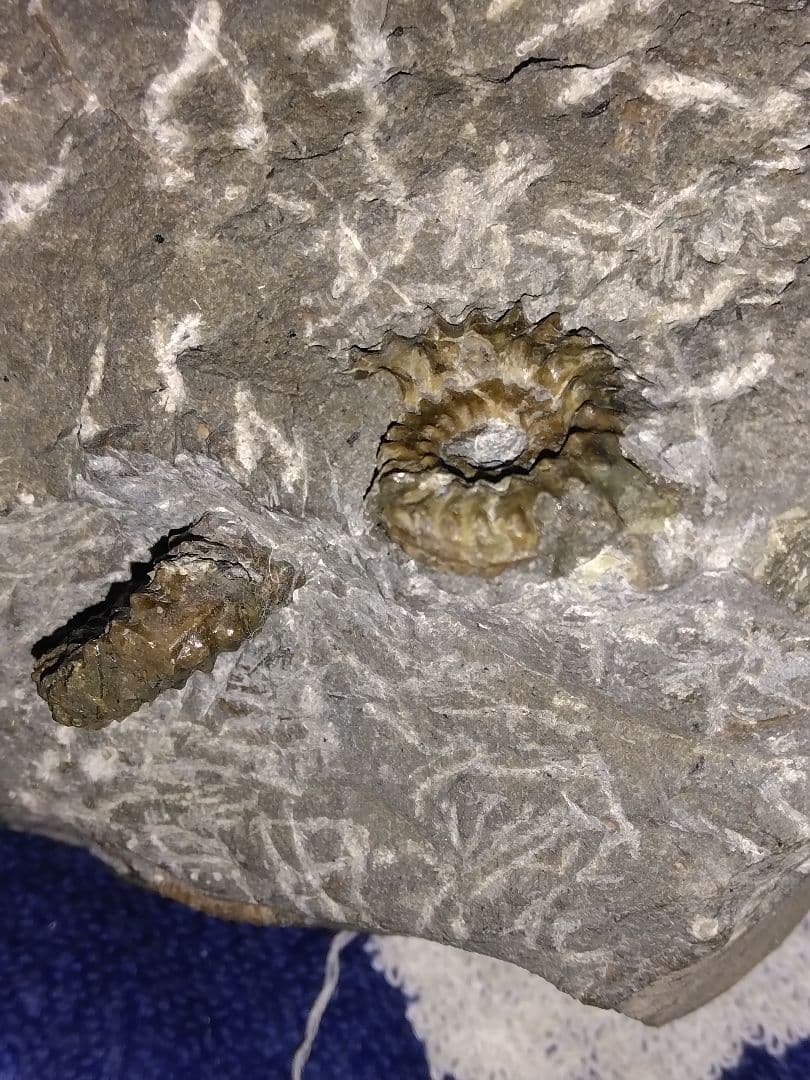 北海道幌加内産　超希少種 アンモナイト　モルトニセラス　化石　激レア