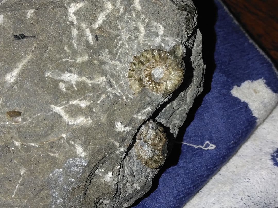 北海道幌加内産　超希少種 アンモナイト　モルトニセラス　化石　激レア