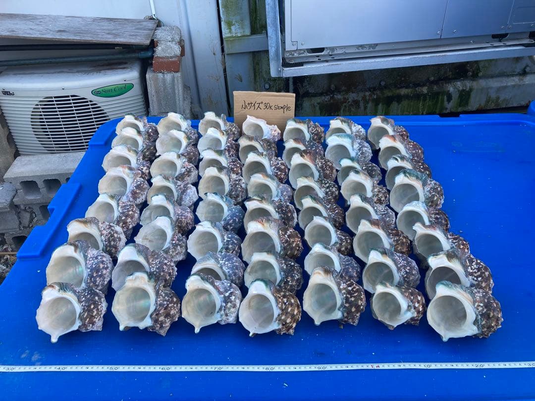 『エビshop〜』【夜光貝中セット】沖縄県産夜光貝