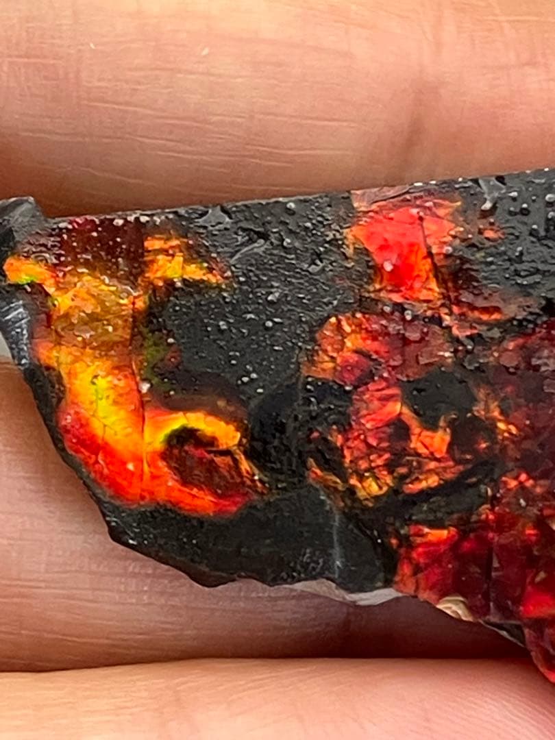 化石　原石　アンモライト　アンモナイト　カナダ産　幅4.4cm 箱付き