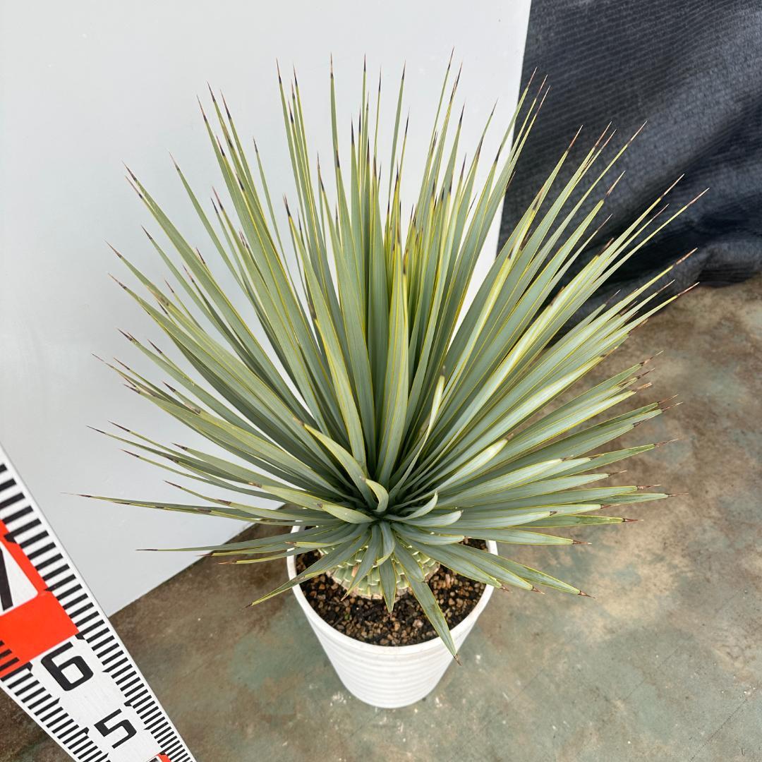 ユッカ　ロストラータ【24-653】超美形　シルバーブルー