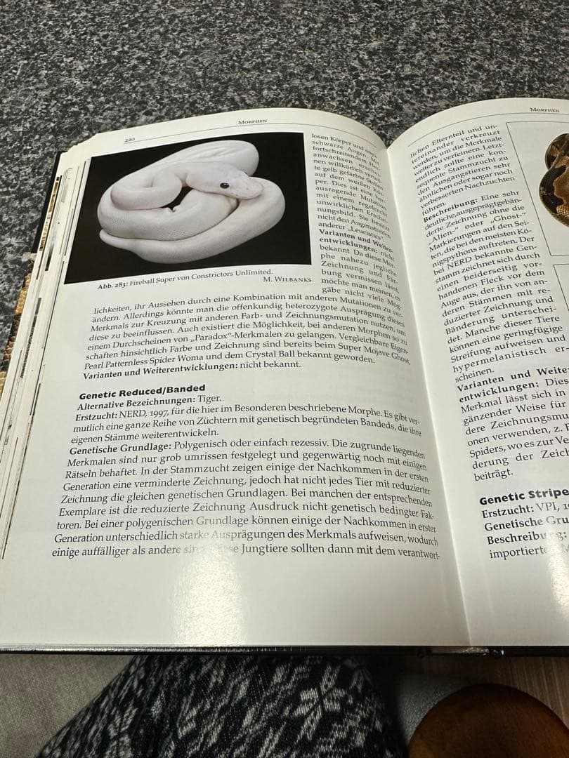 pychon regius ボールパイソン図鑑