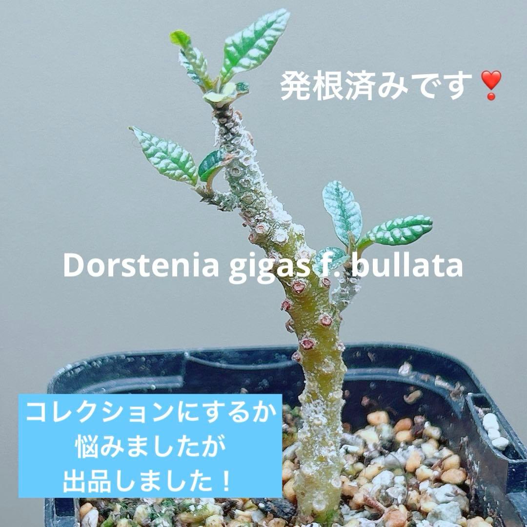 【早い者勝ち★発根済】　ドルステニア ギガス ブラータ 短葉 シルバーリーフ