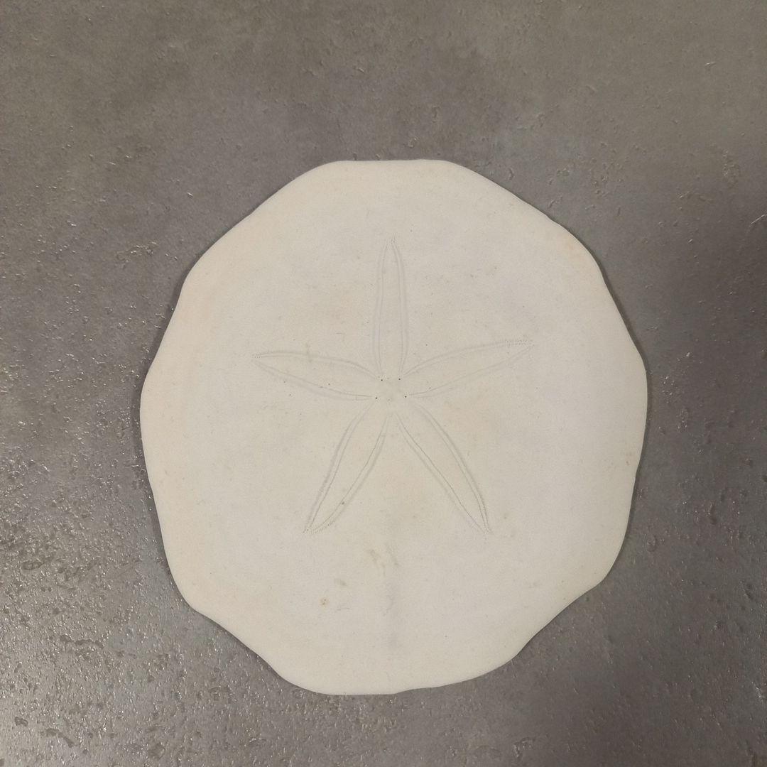 Peronella lesueuri　殻