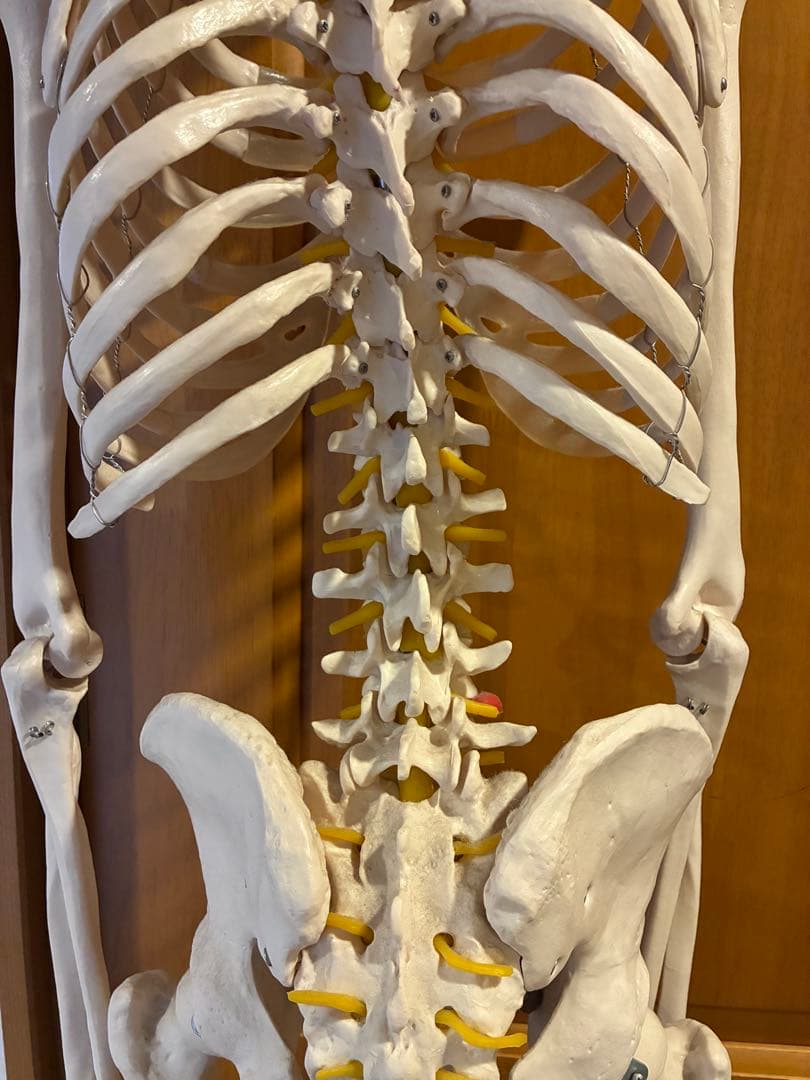 人体模型 可動関節 等身大 180cm