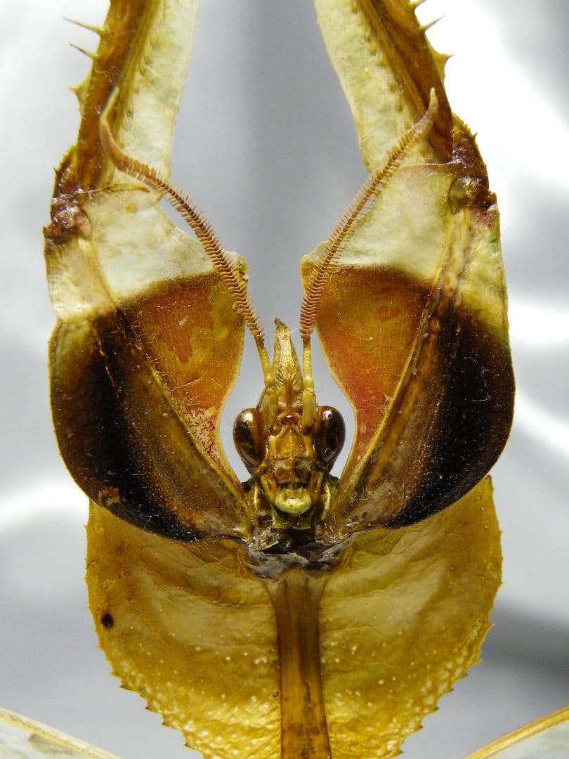 ニセハナマオウカマキリ ♂ 立体標本