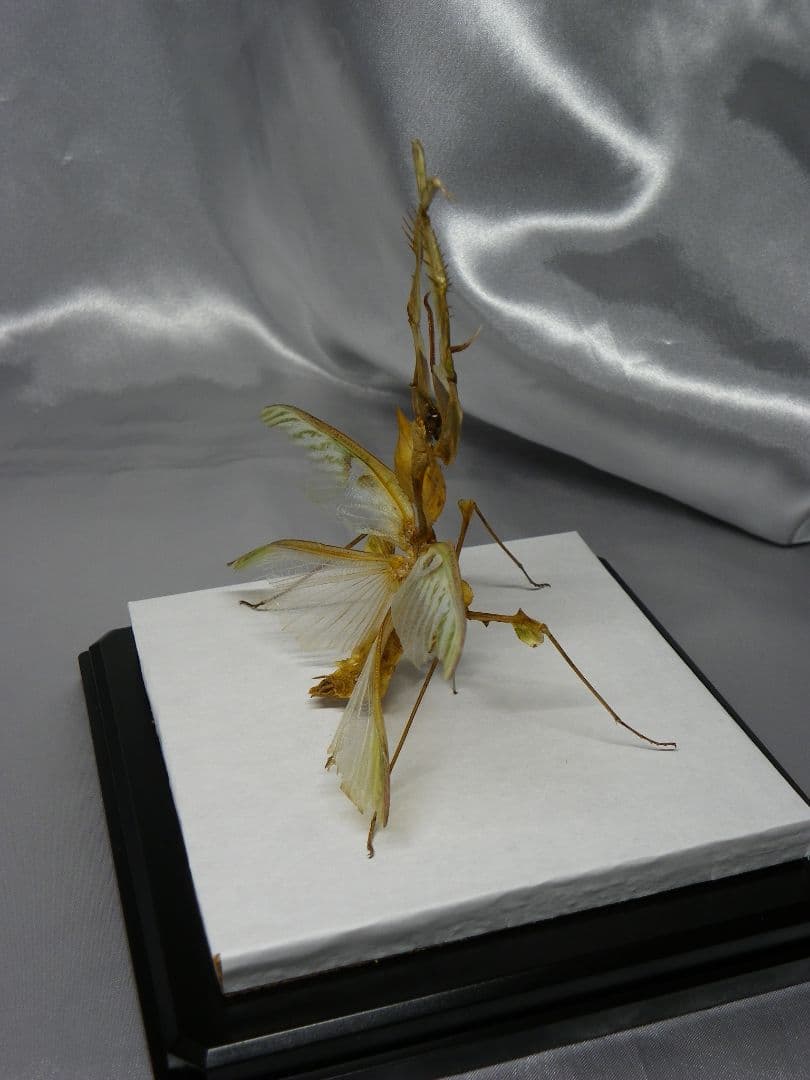 ニセハナマオウカマキリ ♂ 立体標本