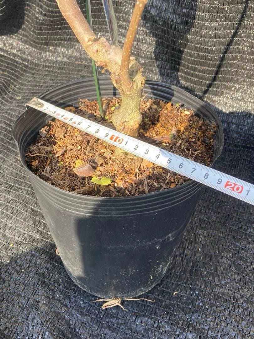 ①*:ஐ矮性で鉢栽培も可能‼︎魅力的な花色‼︎*:ஐモクレン・苗木【ジェニー】6号