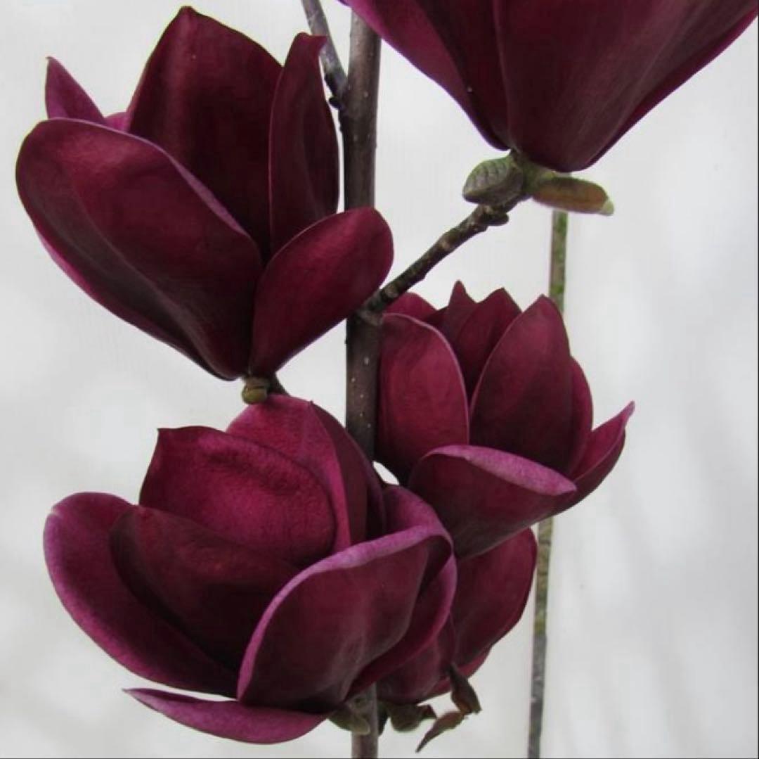 ①*:ஐ矮性で鉢栽培も可能‼︎魅力的な花色‼︎*:ஐモクレン・苗木【ジェニー】6号