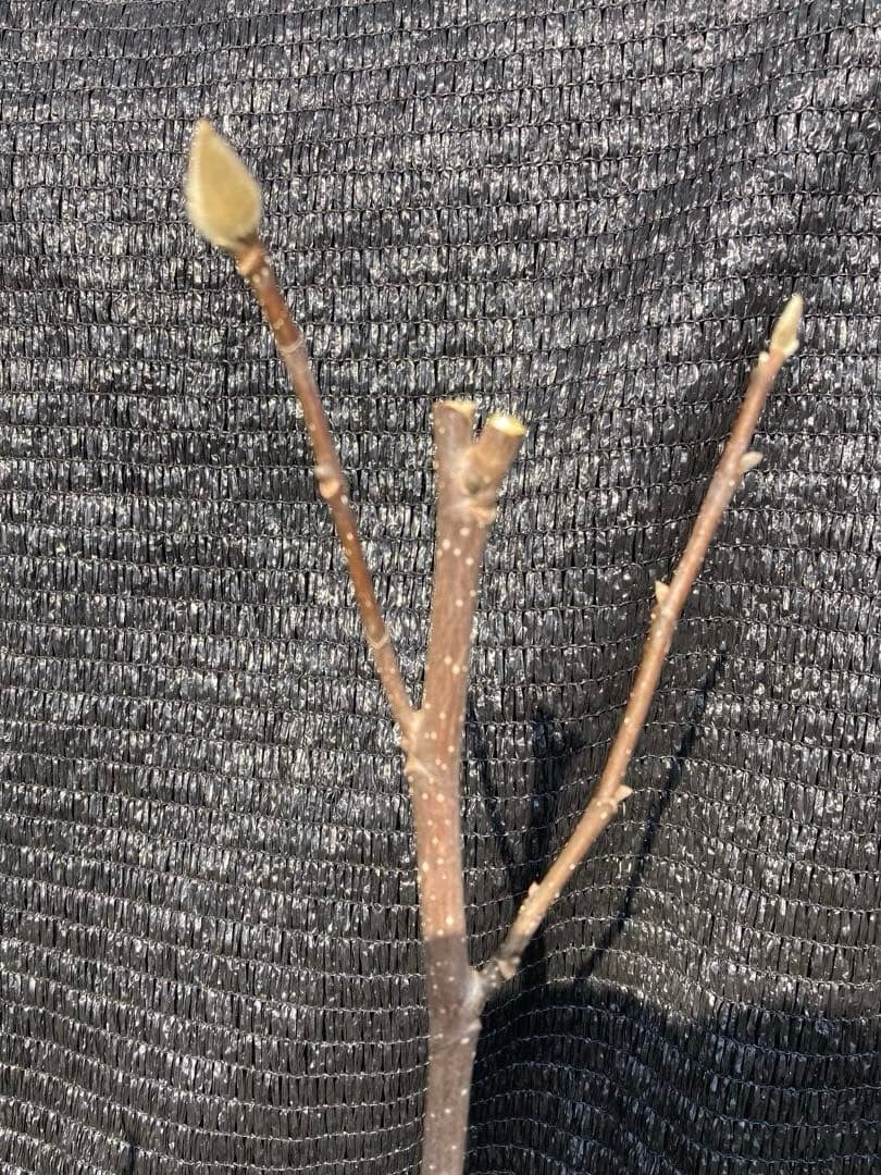 ①*:ஐ矮性で鉢栽培も可能‼︎魅力的な花色‼︎*:ஐモクレン・苗木【ジェニー】6号