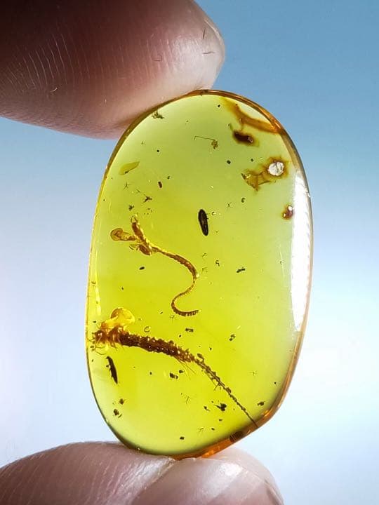 琥珀 虫入り 天然 アンバー  罕石卵  天然石  ムカデ 百足  甲虫