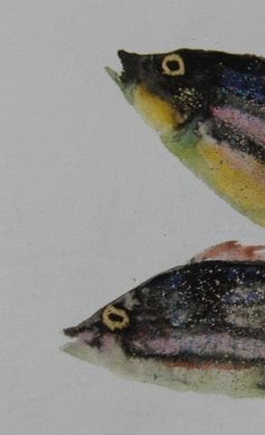 片岡鶴太郎、【いさき】、希少な額装用画集より、美品、日本人画家、新品額装付