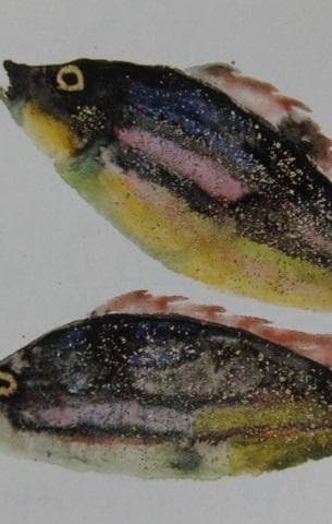 片岡鶴太郎、【いさき】、希少な額装用画集より、美品、日本人画家、新品額装付