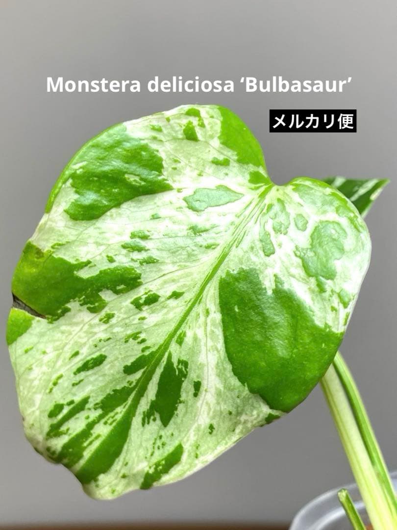 山*本様 【全葉斑入り‼️】モンステラ　デリシオーサ　バルバソー　フシギダネ/ベ