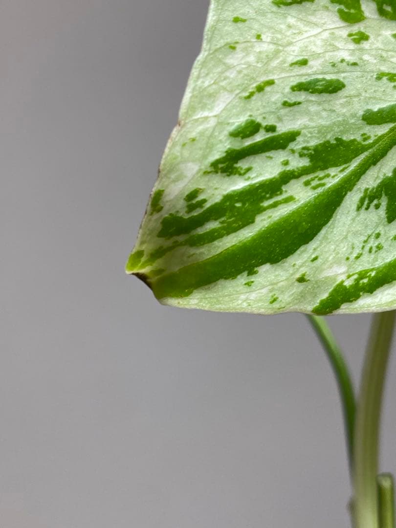 山*本様 【全葉斑入り‼️】モンステラ　デリシオーサ　バルバソー　フシギダネ/ベ