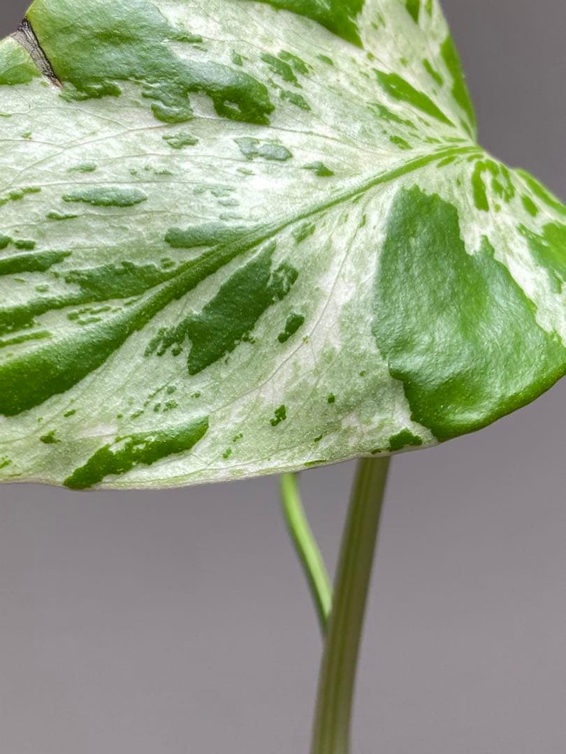 山*本様 【全葉斑入り‼️】モンステラ　デリシオーサ　バルバソー　フシギダネ/ベ