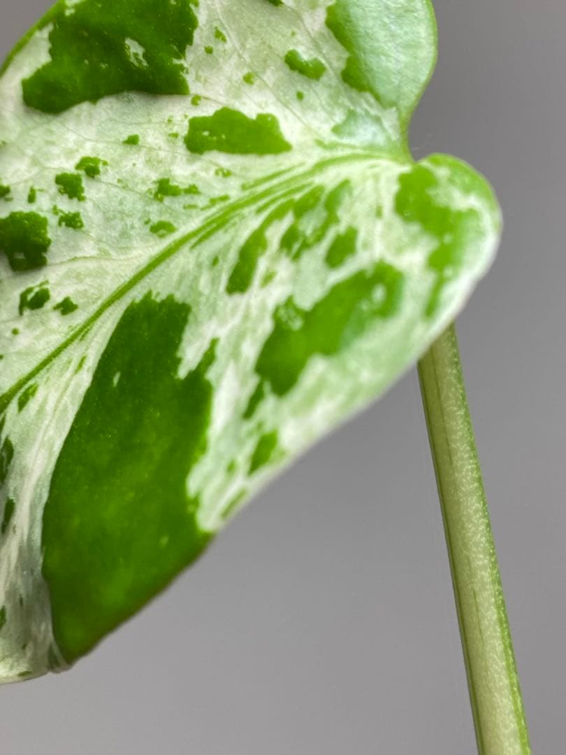 山*本様 【全葉斑入り‼️】モンステラ　デリシオーサ　バルバソー　フシギダネ/ベ