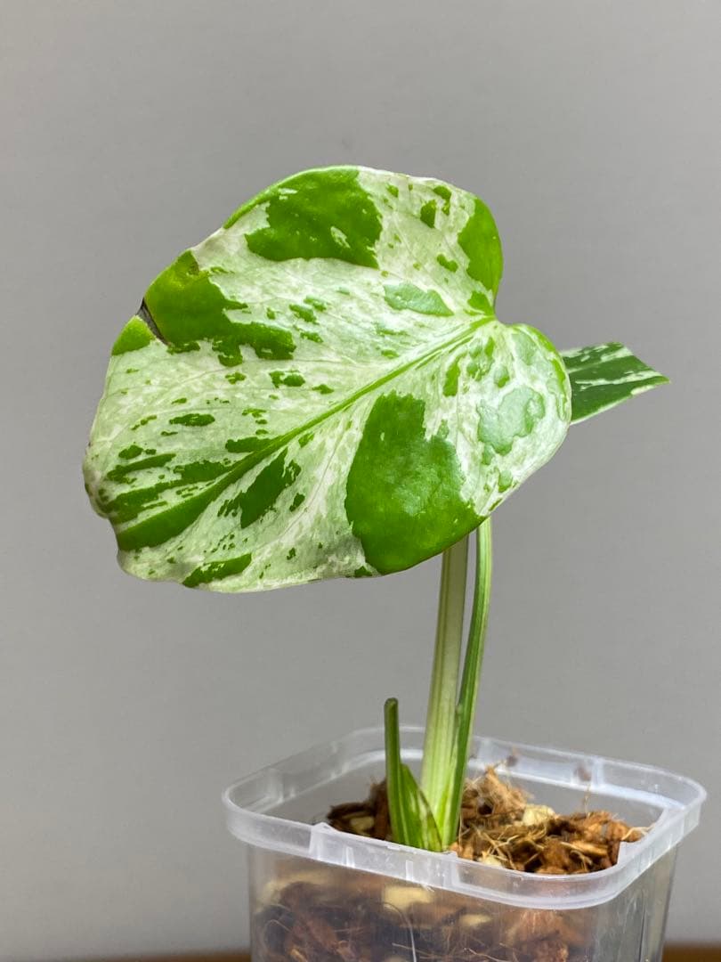 山*本様 【全葉斑入り‼️】モンステラ　デリシオーサ　バルバソー　フシギダネ/ベ