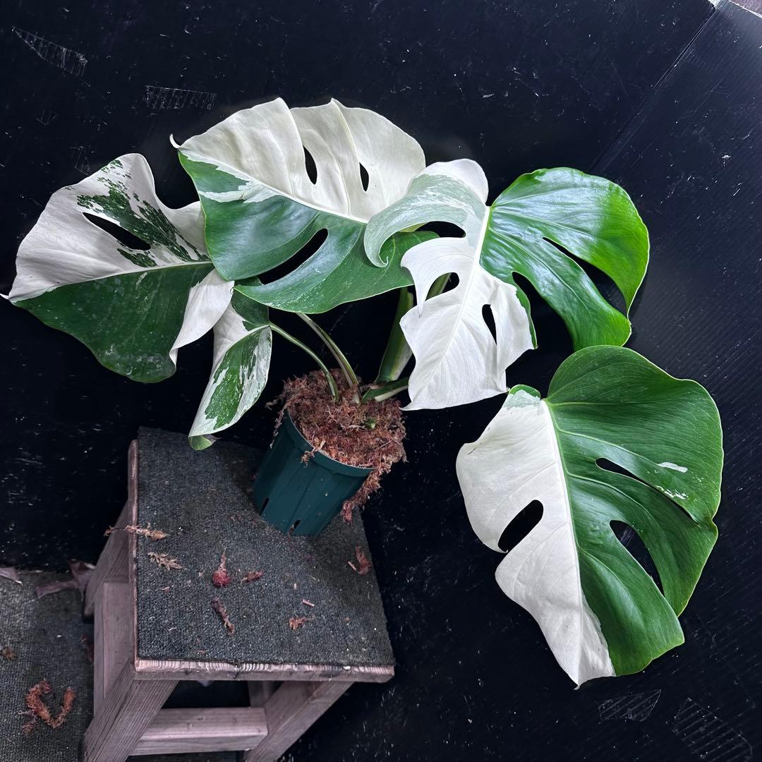 c*n様 モンステラ斑入りハーフムーンホワイトタイガー極美斑入り　　 47cm