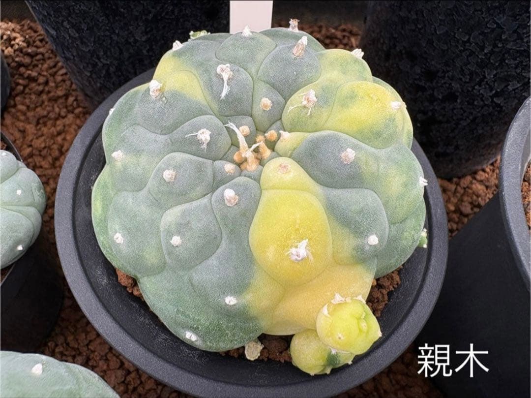 ★☆銀冠玉いろいろ③ 実生☆★