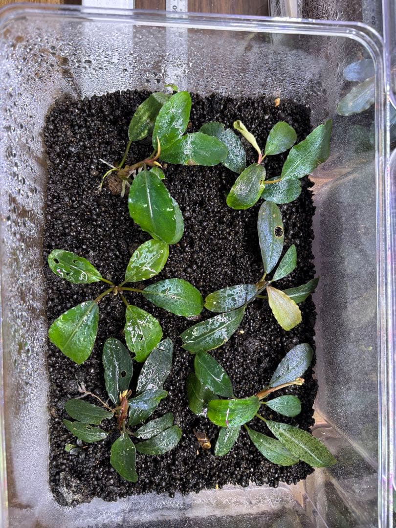 ブセファランドラ sp.Super Blue 6株