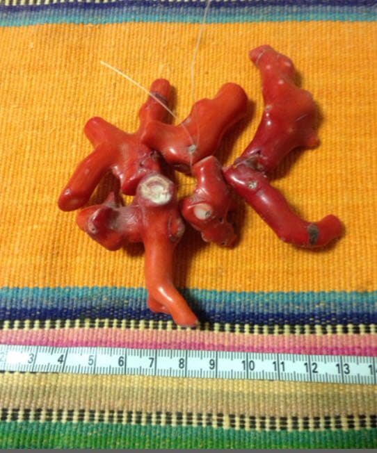 希少 ネイティブ 赤珊瑚 マプチェ チリ