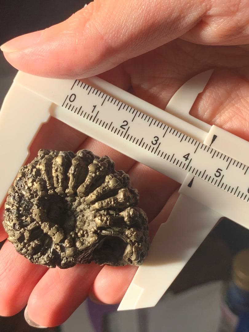 アンモナイト　パイライト　化石　黄鉄鉱　アンモライト　恐竜　爪　歯　牙　三葉虫