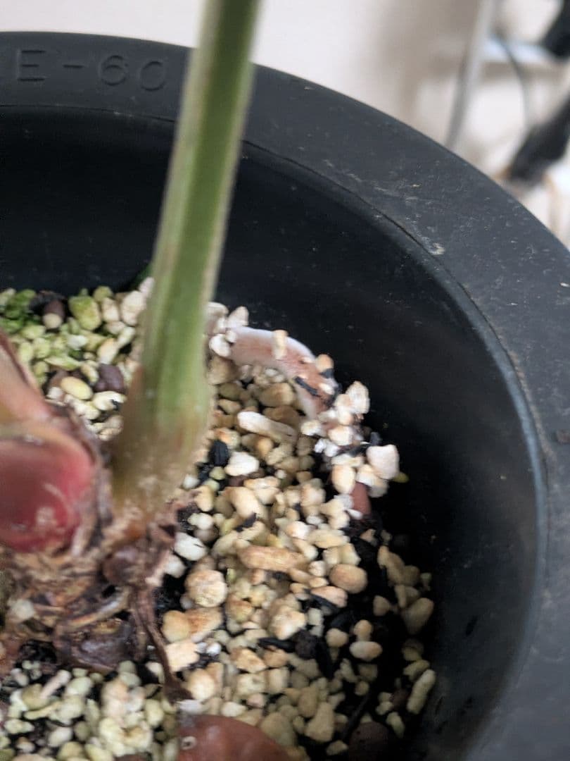 アンスリウム　ルクスリアンス　Anthurium luxurians