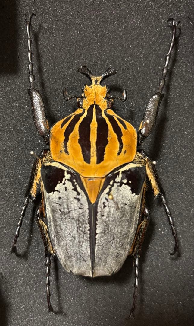 カタモンオオツノハナムグリ標本