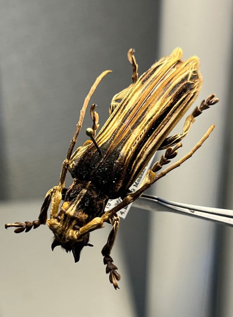 【43mm】キノハダカミキリ 標本 タテスジケブカカミキリ 天牛 甲虫