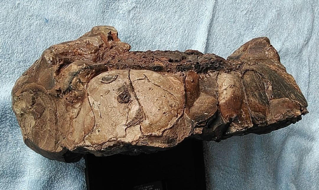 【珍しいアンモナイト化石(約４.５kg )・北海道:羽幌産:白亜紀】