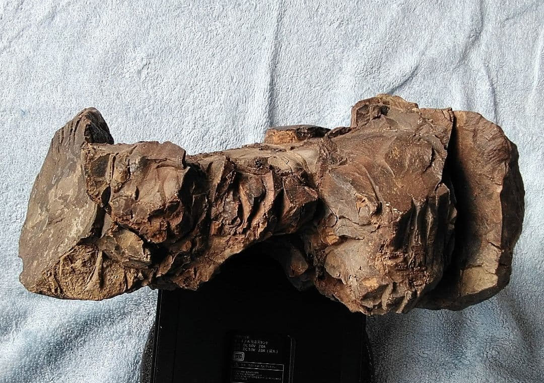 【珍しいアンモナイト化石(約４.５kg )・北海道:羽幌産:白亜紀】