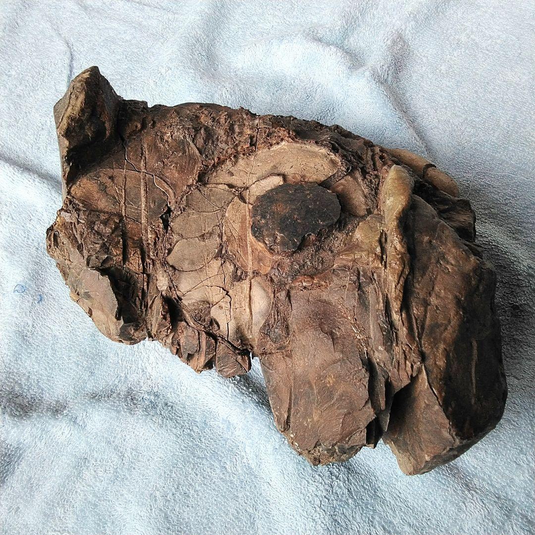 【珍しいアンモナイト化石(約４.５kg )・北海道:羽幌産:白亜紀】