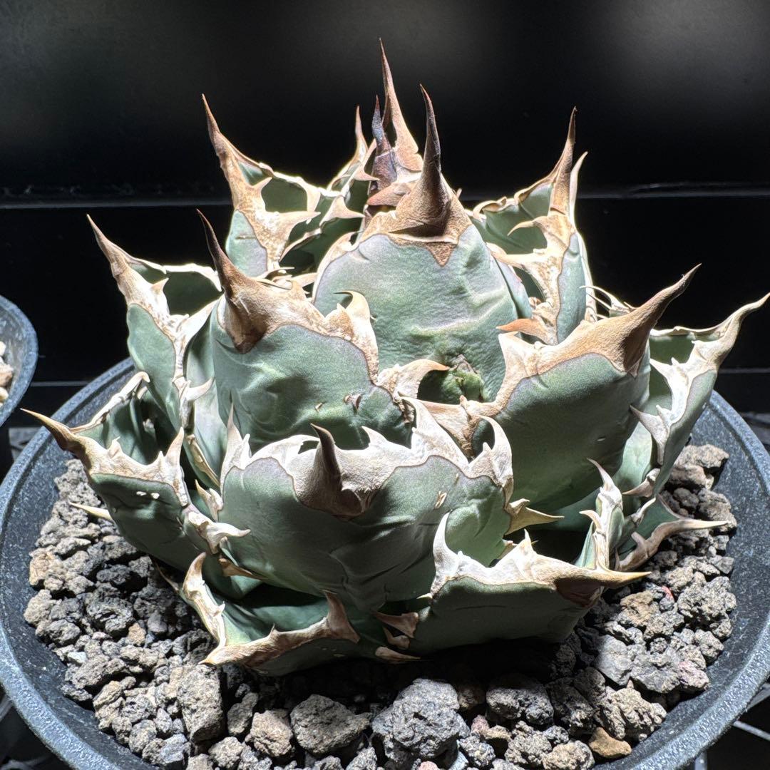 アガベ　チタノタ　姫厳龍　レッドキャット　SAD BB FO076 オテロイ