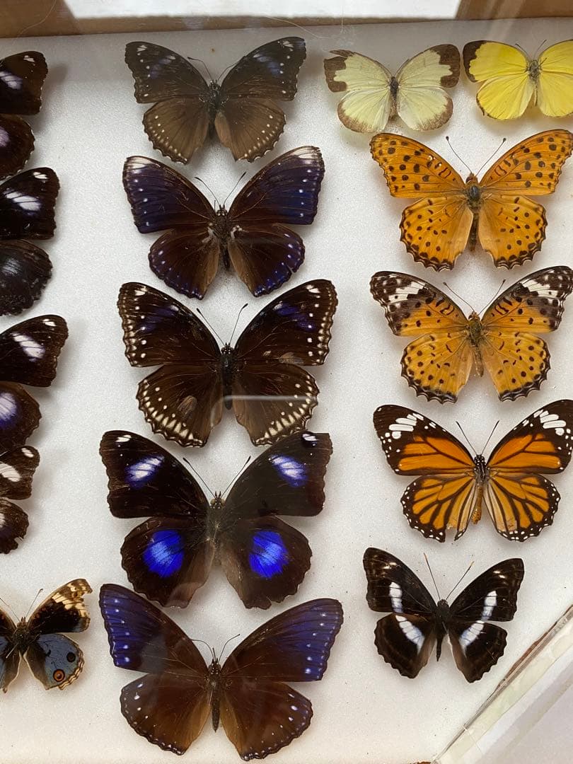 蝶々標本　23頭　木製額(ガラス) 約30cm x 43cm