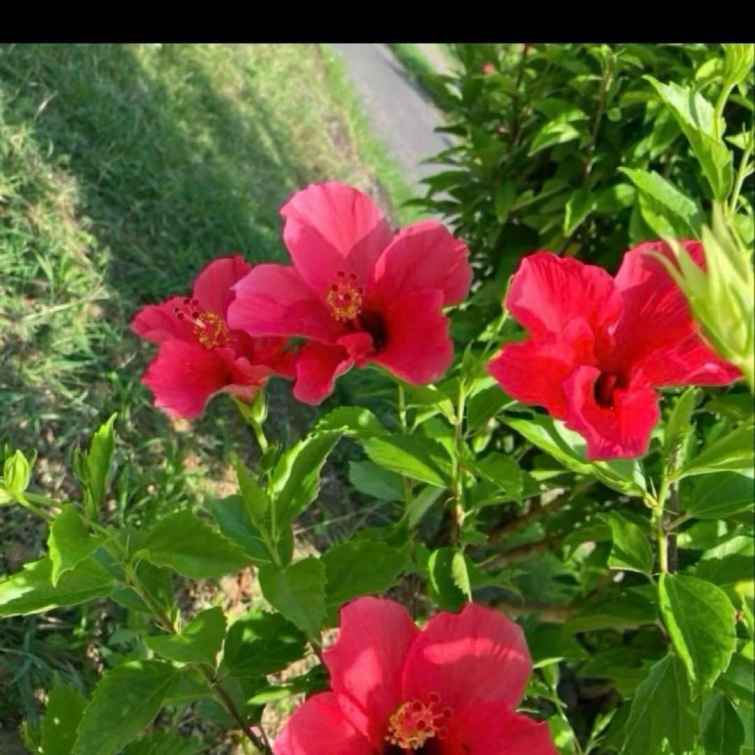 みらくるさま専用