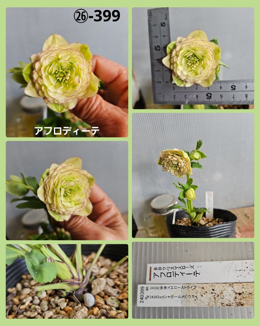 mamo様ご購入苗㉖-351クリスマスローズ