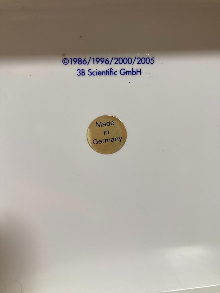 3B Scientific 1/2全身骨格模型