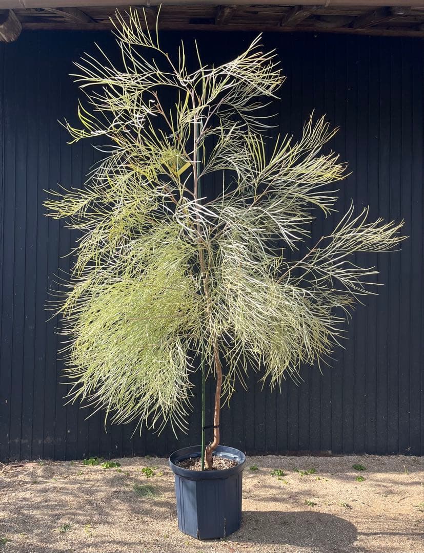 グレビレア ハニーワンダー 大株 オージープランツ