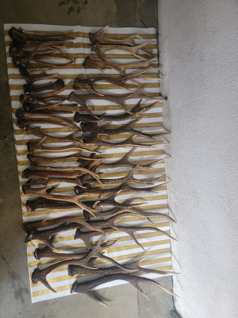 鹿の角　まとめて