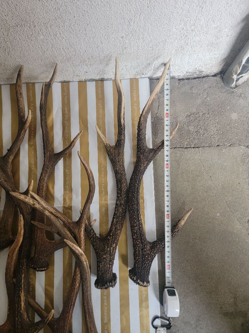 鹿の角　まとめて