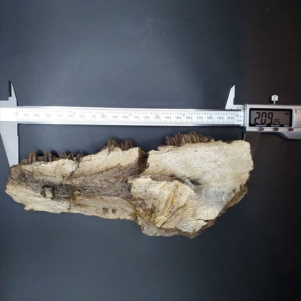 グリポサウルス 化石 デンタルバッテリー 上顎 本物 209mm fr25