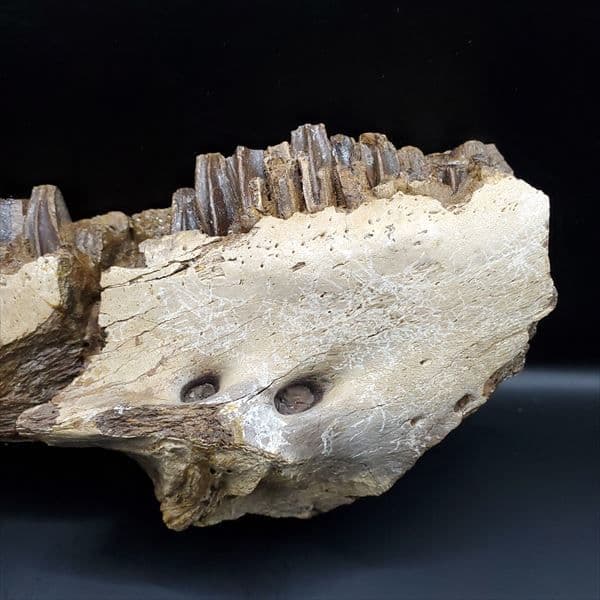 グリポサウルス 化石 デンタルバッテリー 上顎 本物 209mm fr25