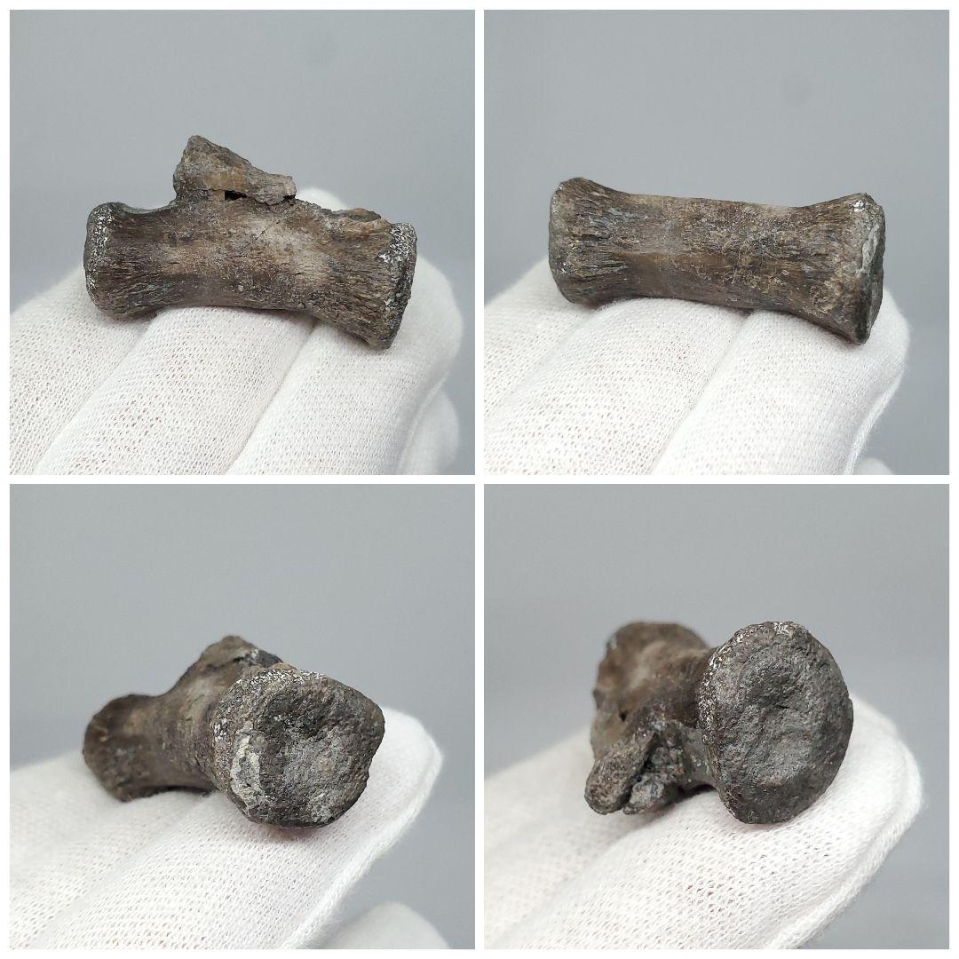 博物館級 ケラトサウルス 化石 骨 歯 恐竜 本物 ポルトガル産 fr78