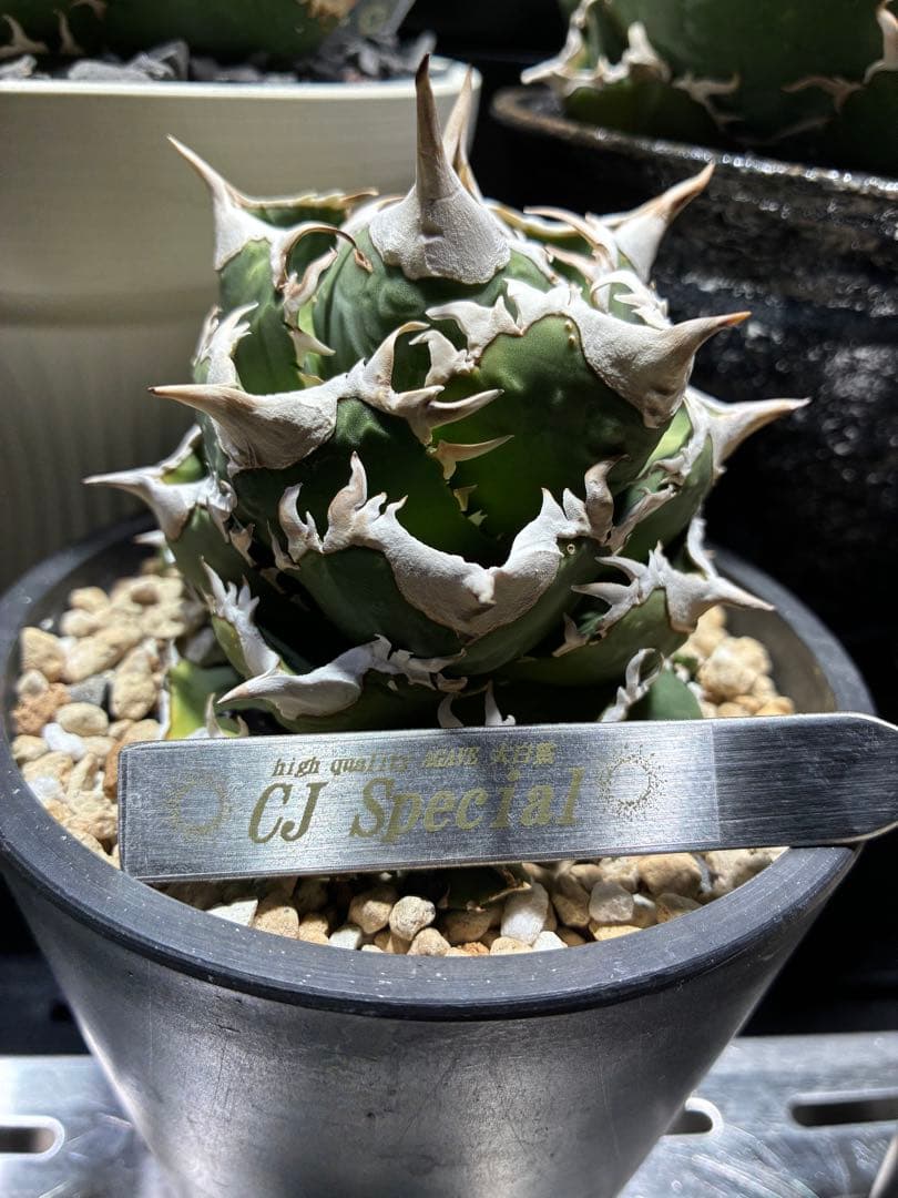 アガベ cjspecial 大白鯊 ホホジロサメ　子株　⭐︎タグ付き⭐︎ A