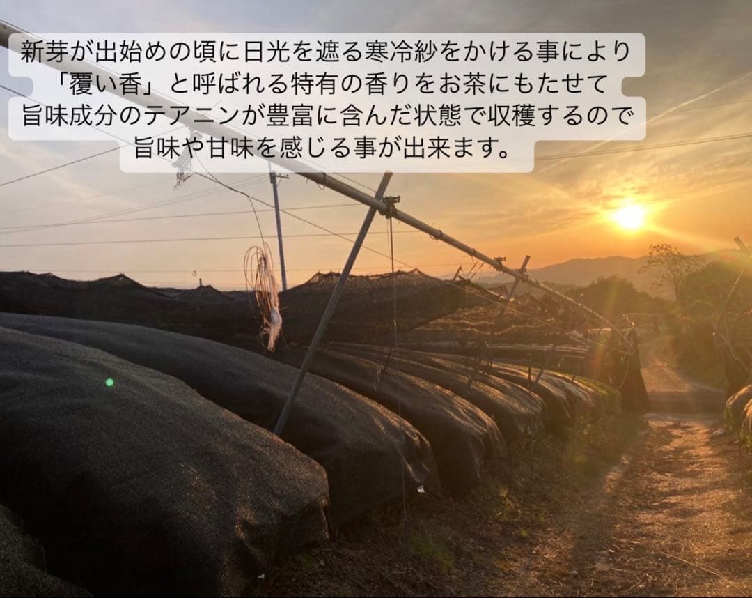 ＊専用＊日本の紅茶！柔らかい風味と甘み♪和紅茶ティーバッグLサイズ3g×70個