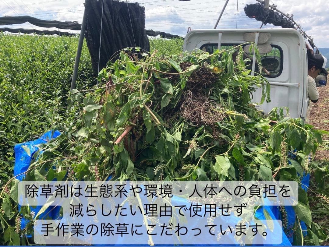 ＊専用＊日本の紅茶！柔らかい風味と甘み♪和紅茶ティーバッグLサイズ3g×70個