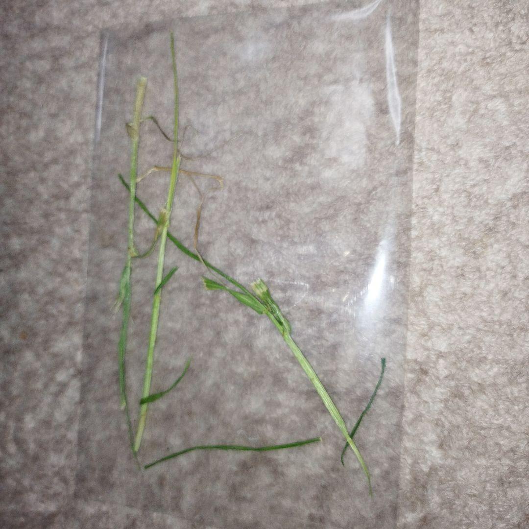 値下げ！新品！JRA競馬ディープ、オグリ、ナリタブライアン、トウカイテイオー名馬